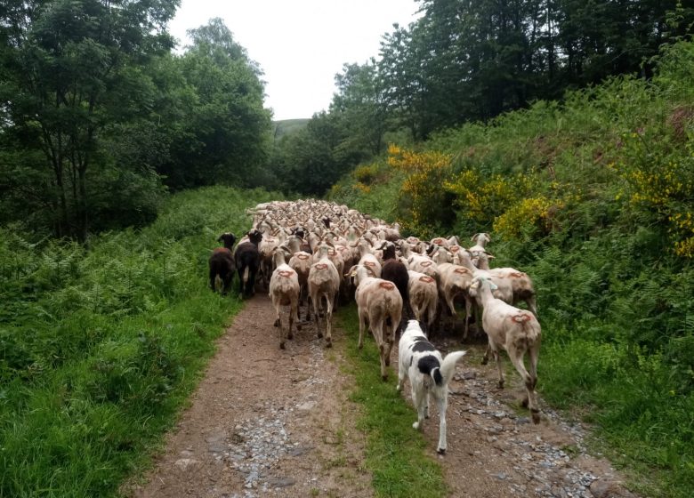 De paardenboerderij van Thomas en Elsa