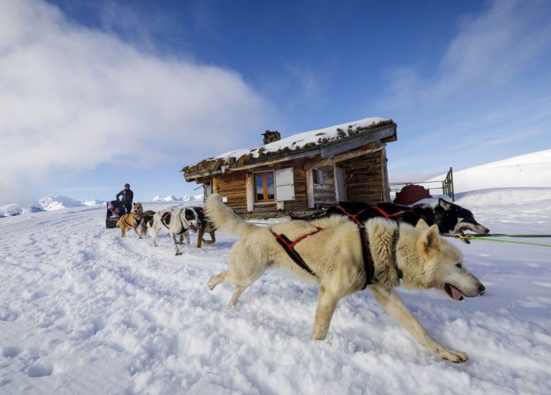 Sled dogs