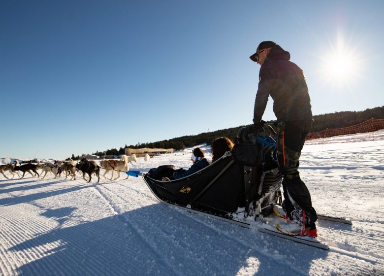 Sled dogs