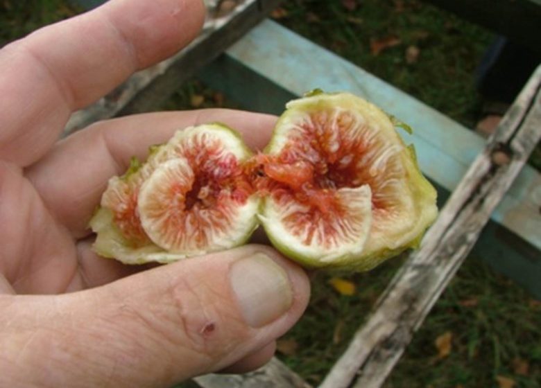 Fig Castex