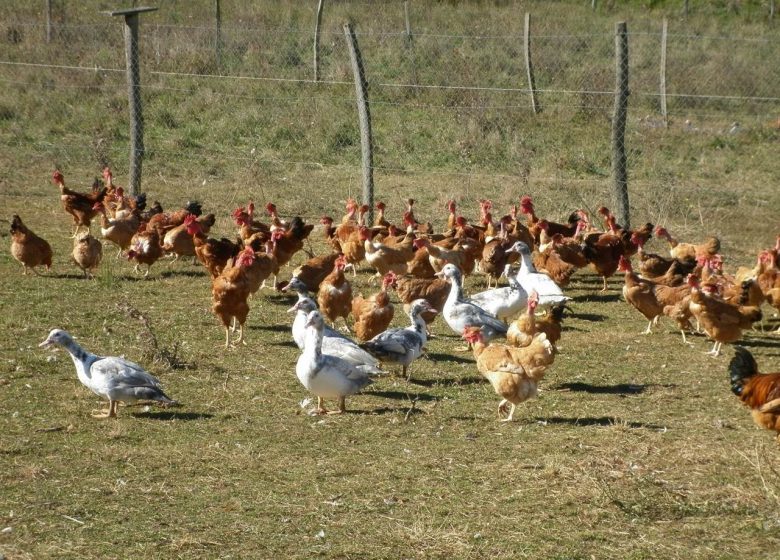 Ferme de Caoué