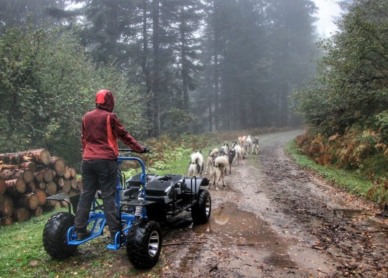 Baptême en grand attelage avec Terre Sauvage