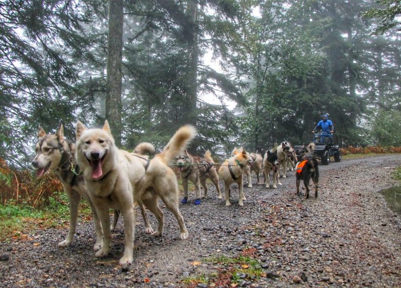 Baptême en grand attelage avec Terre Sauvage