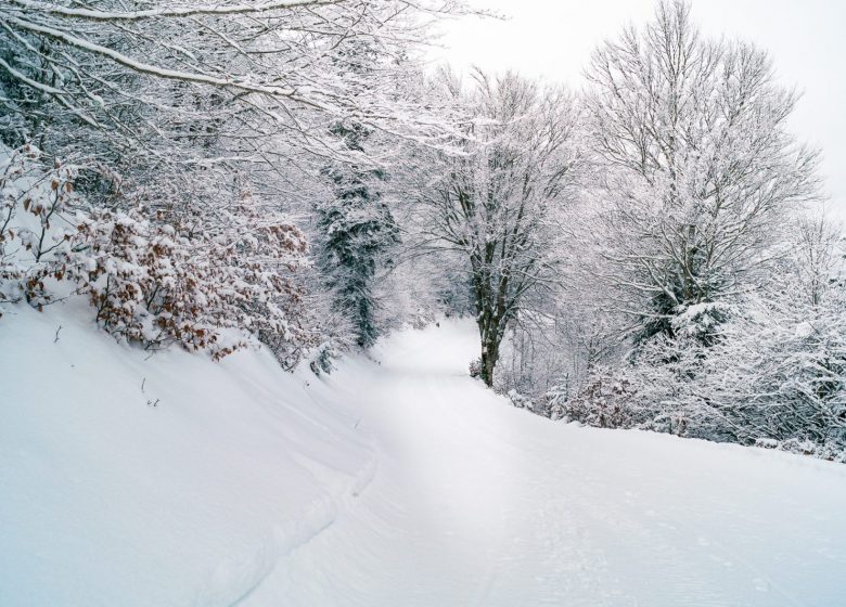 Le chemin des lucioles