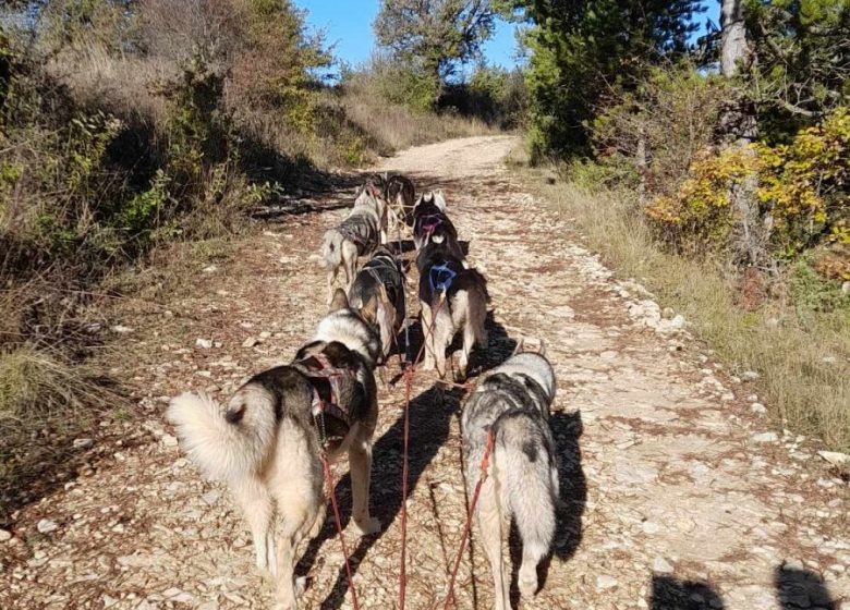 Cani-Kart met Husky Escape