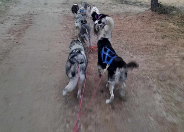 Cani-Kart amb Husky Escape