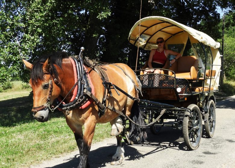 Carriage rides with draft horses