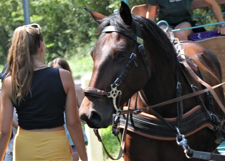 Carriage rides with draft horses