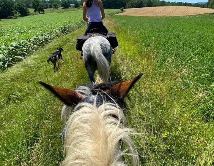 Natura caballo