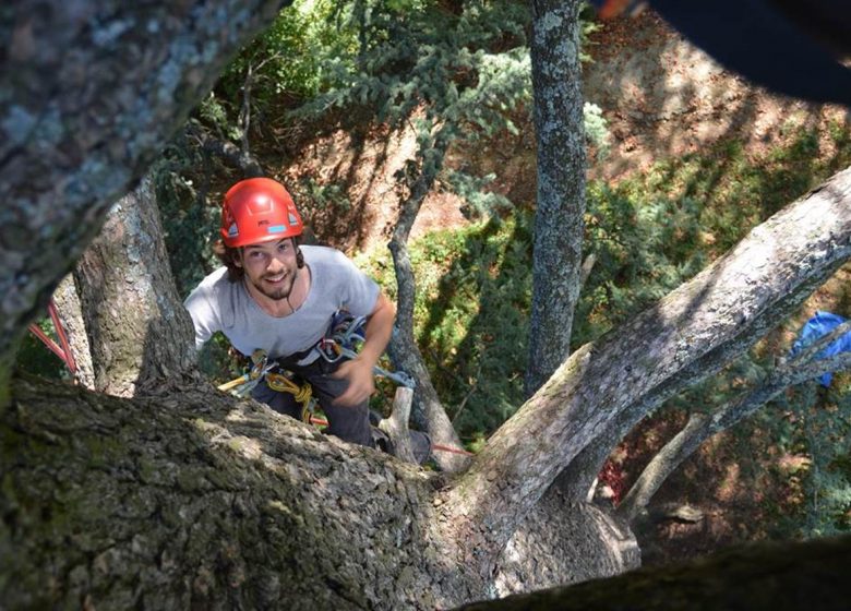 High Perched – Tree Climbing