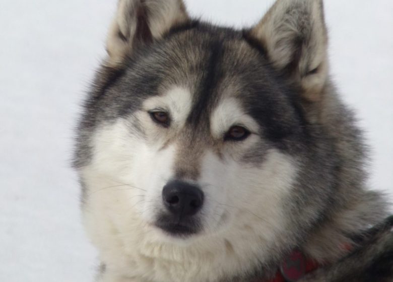 Fuga Husky: sponsorizzazione