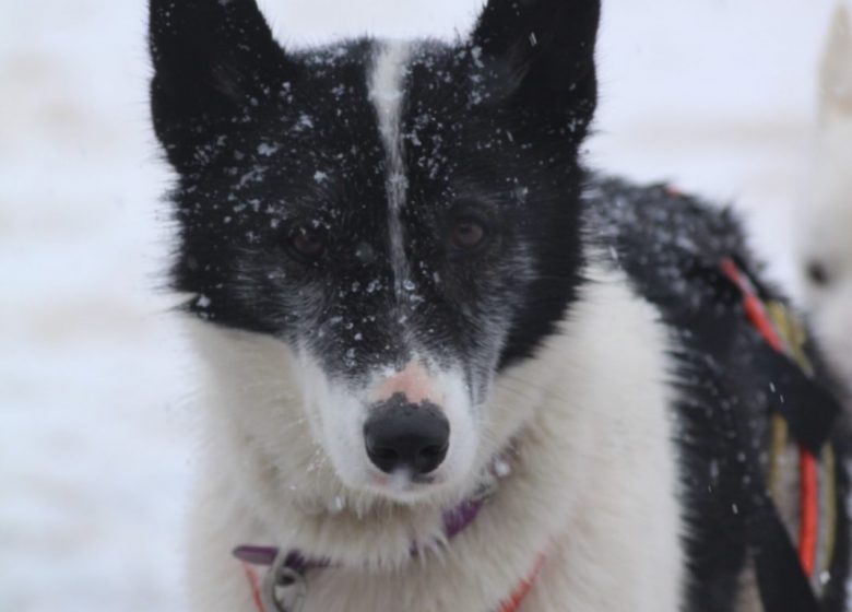 Husky évasion : le parrainage