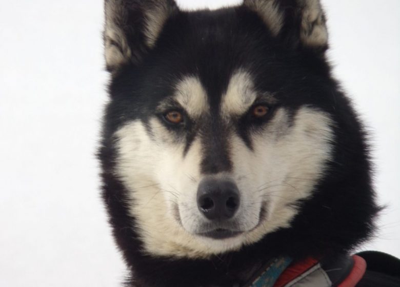 Fuga Husky: sponsorizzazione