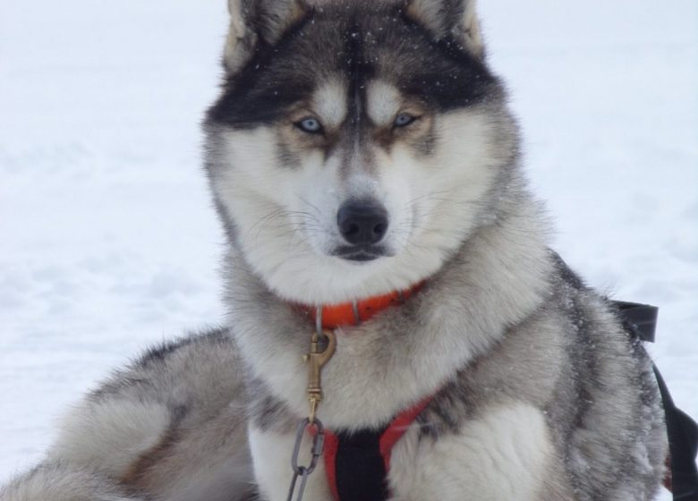 Fuga Husky: sponsorizzazione