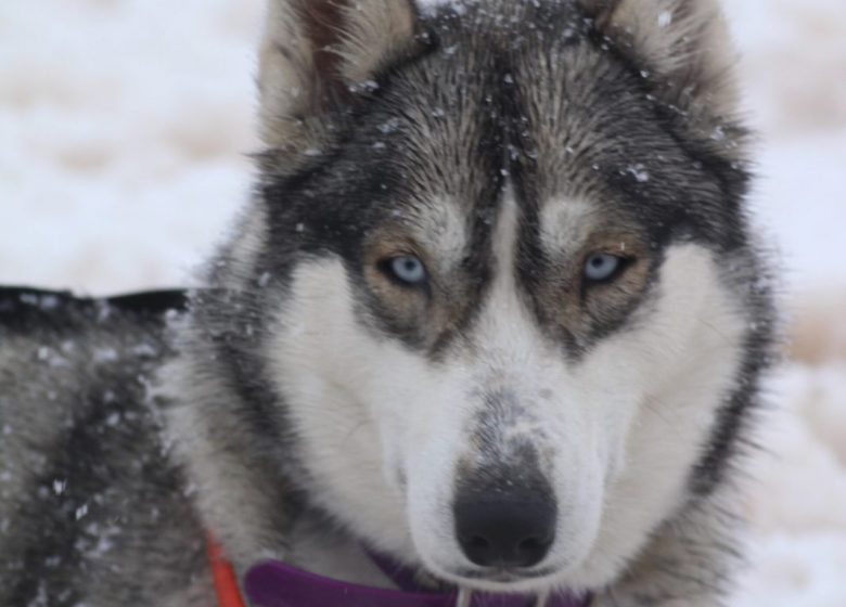 Husky husky: patrocinio