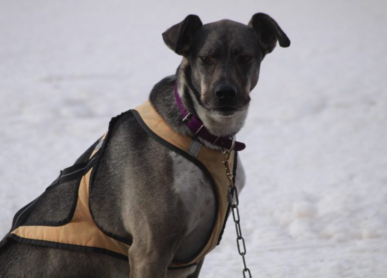 Husky évasion : le parrainage