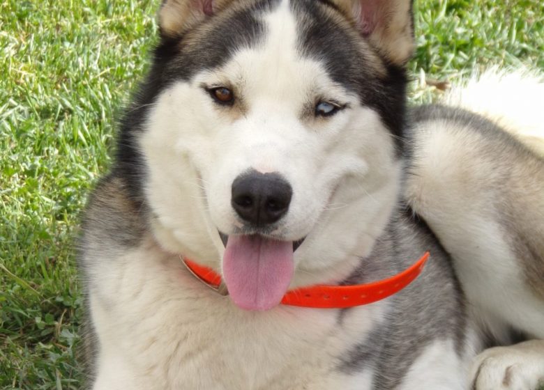 Fuga Husky: sponsorizzazione