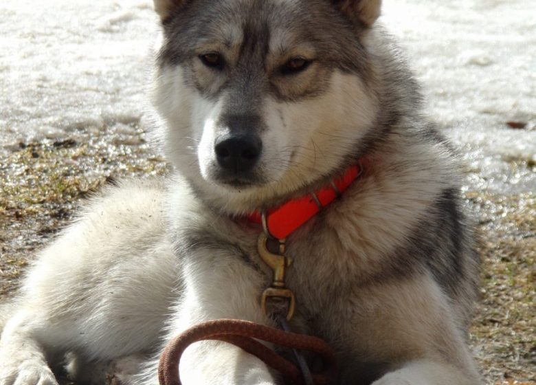 Fuga Husky: sponsorizzazione