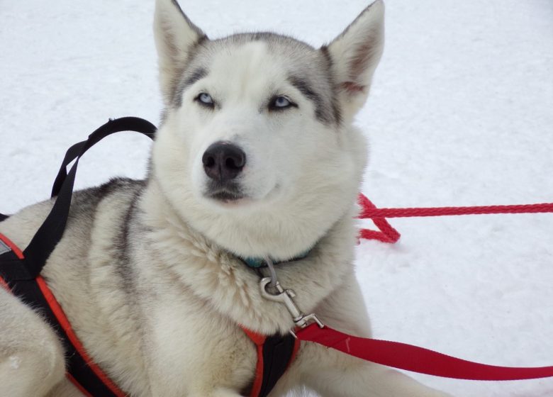 Husky évasion : le parrainage