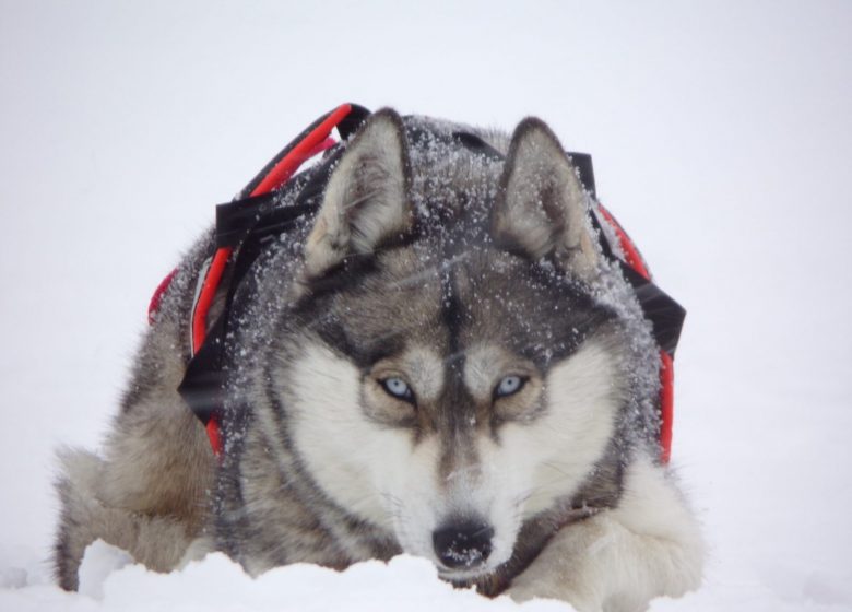 Husky évasion : le parrainage