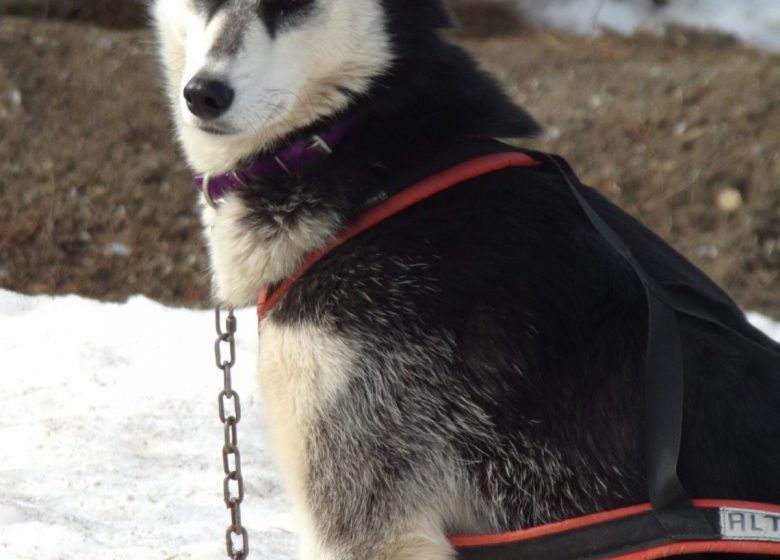 Husky évasion : le parrainage