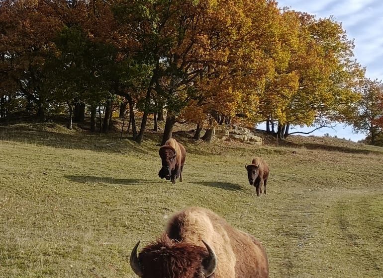 La granja de búfals