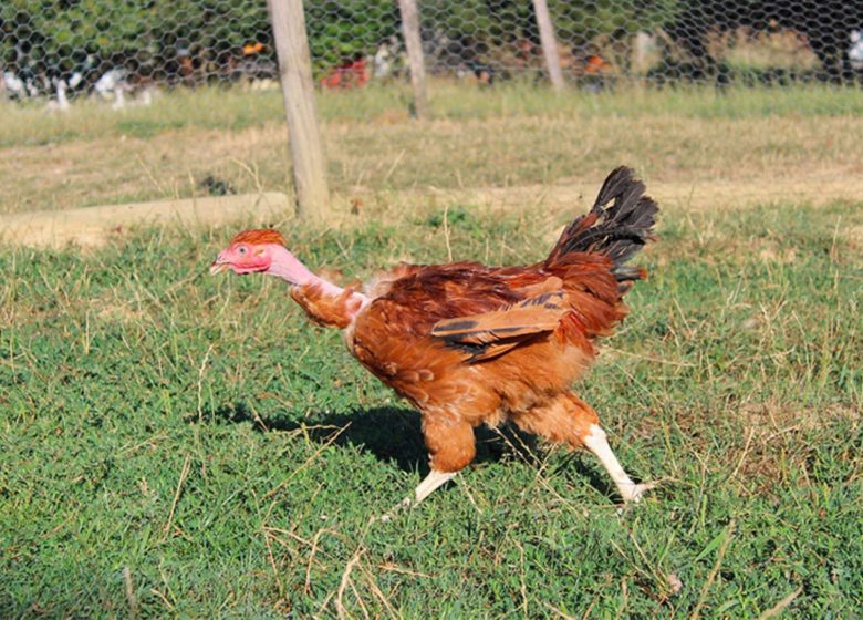 De stoeiende kip
