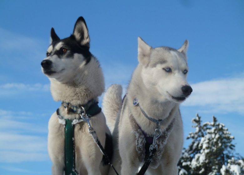 Husky escape: Háblame de perros de trineo