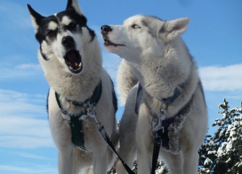 Fuga con gli husky: parlami dei cani da slitta