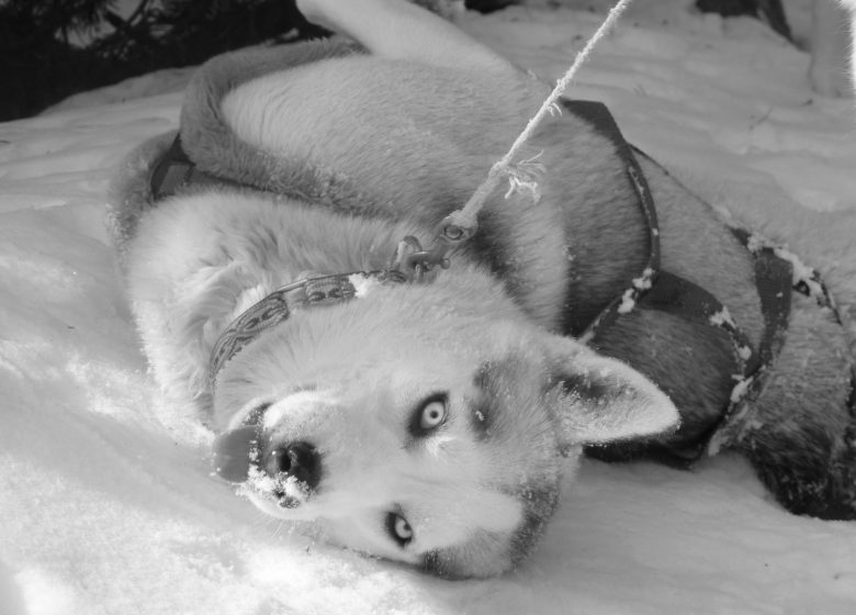 Fuga con gli husky: parlami dei cani da slitta