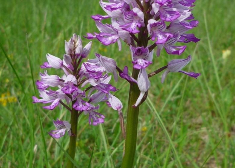 Orchidaceae-uitje
