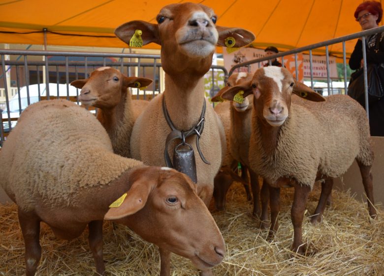 Festival dei Sapori