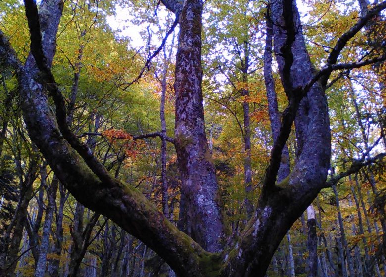 Caminata Natural Couserando – Misterios del bosque