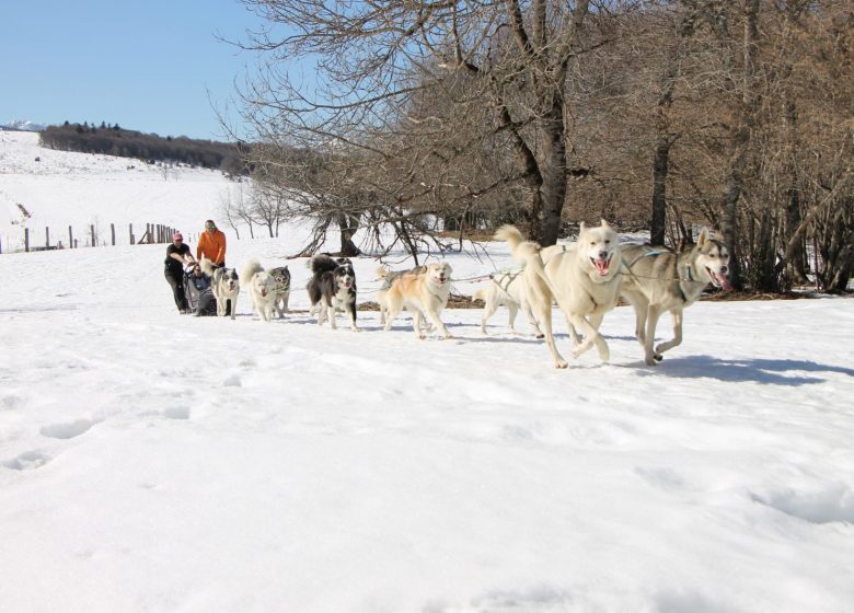 Wild land, activities with our sled dogs