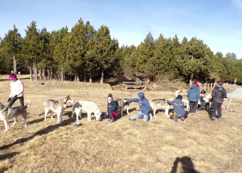 HUSKY EVASION les p’tits meuscheurs