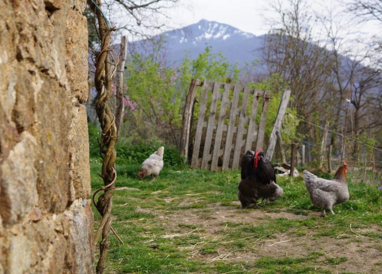 Flora delle cime degli alberi