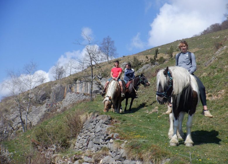 The horses of Spone Horseback riding and horseback riding