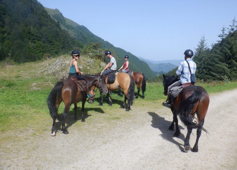 The horses of Spone Horseback riding and horseback riding