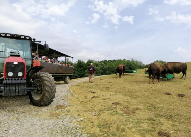 La granja de búfalos
