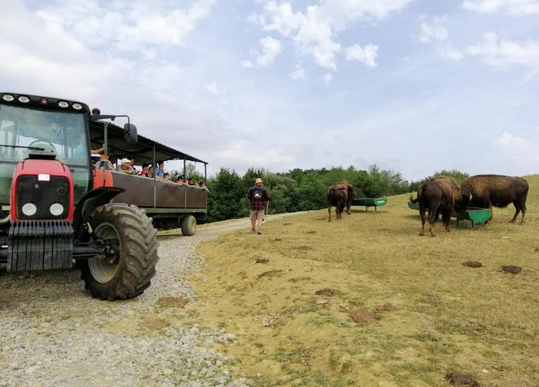 De buffelboerderij