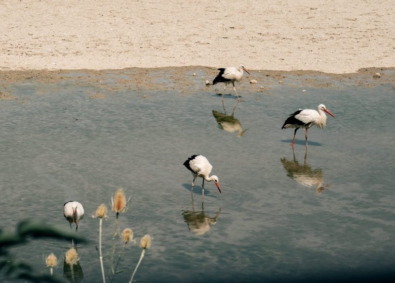 Het domein van de vogels