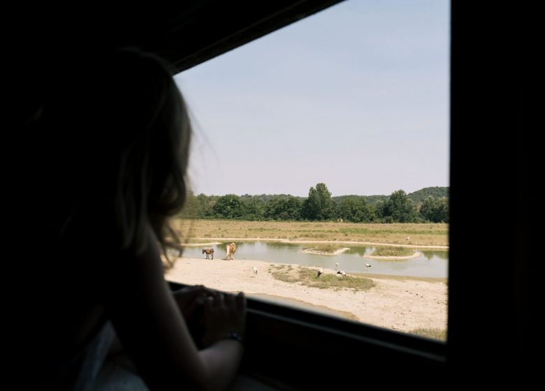 Het domein van de vogels