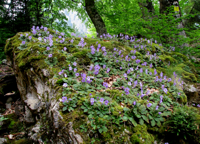 Couserans berggidsen