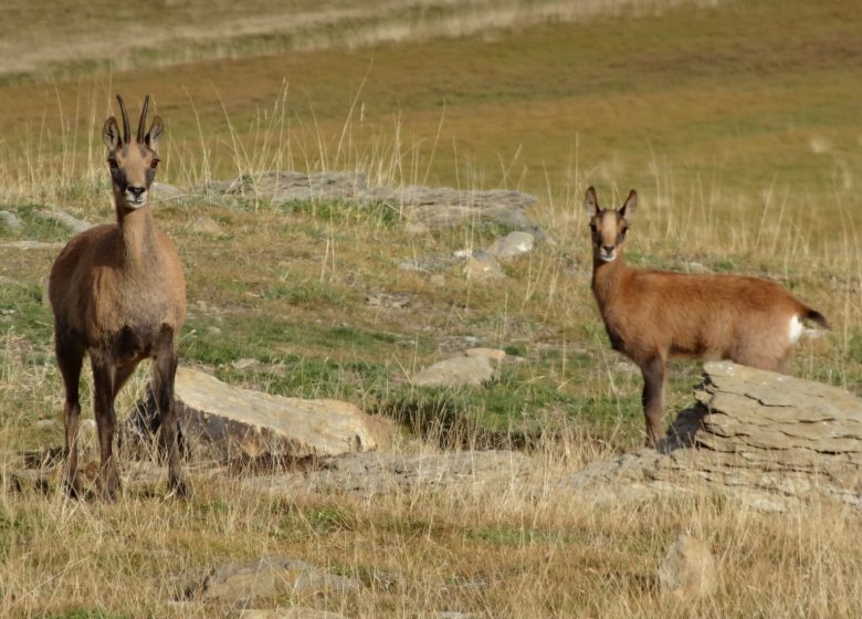 Guide alpine del Couserans