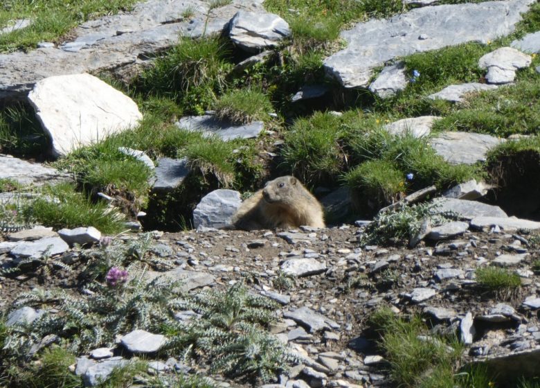 Couserans berggidsen