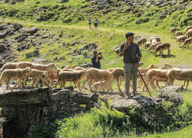 Transhumance en Biros