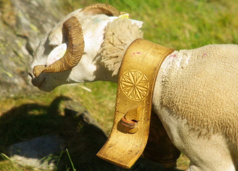 Vereniging Transhumance in Biros