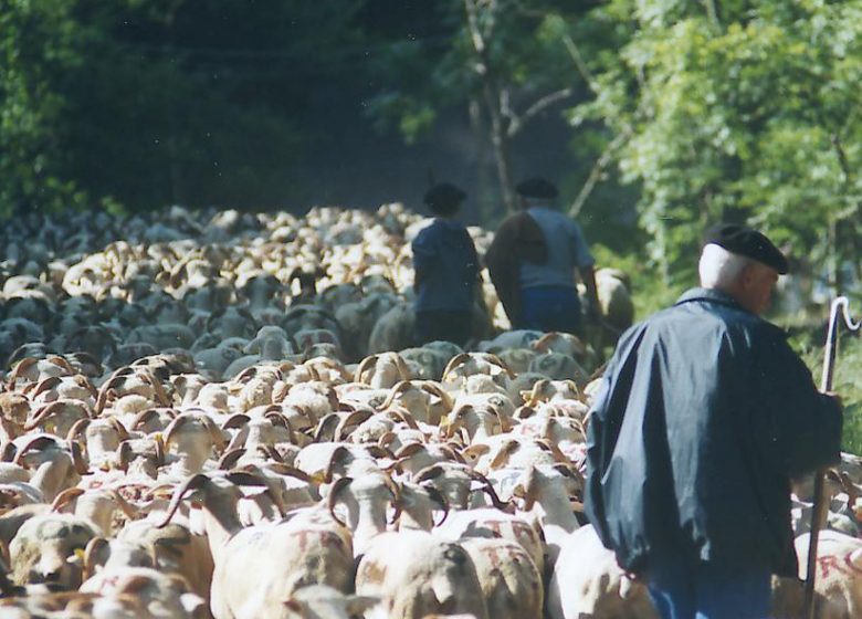 Association Transhumance en Biros