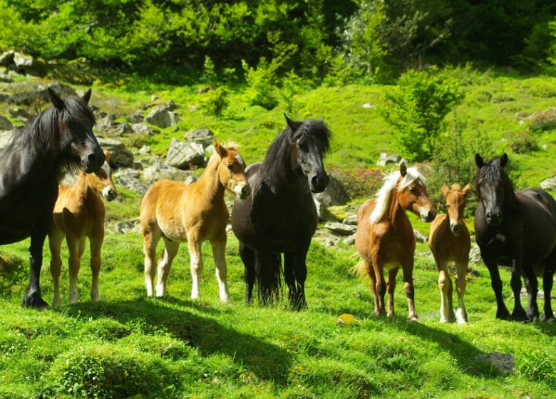 Association Transhumance en Biros