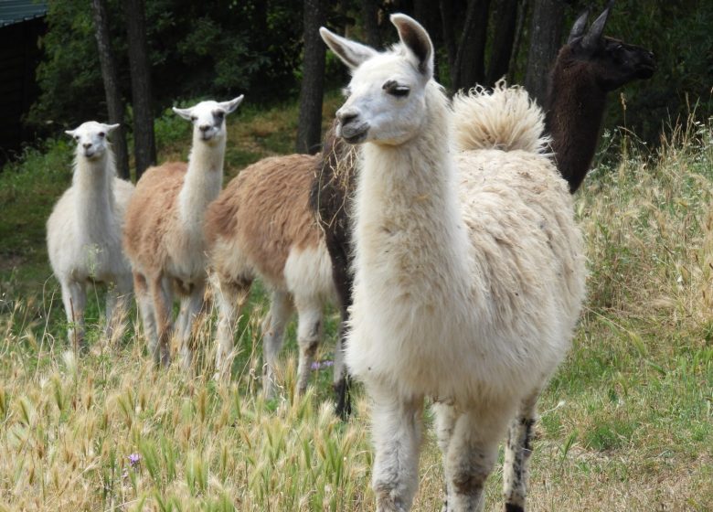 Visite en plein air « La ferme des Lamas »